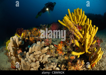 La plongée en Mer Méditerranée, Mer Adriatique, l'île de Cres, Croatie Banque D'Images