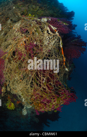 Détruit les récifs coralliens, net de l'île de Solta, Mer Adriatique, Croatie Banque D'Images