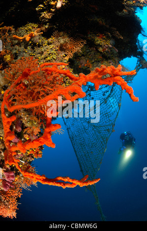 Détruit les récifs coralliens, net de l'île de Solta, Mer Adriatique, Croatie Banque D'Images