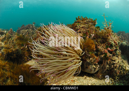 Snakelocks Anemonia sulcata, anémone, Piran, Slovénie, la mer Adriatique Banque D'Images