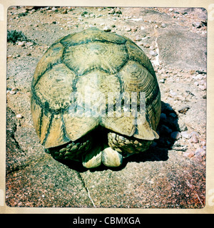 Tête de tortue terrestre dans le shell sur un sol rocailleux, le Somaliland Banque D'Images