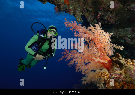 Plongée sous marine sur les récifs coralliens, Dendronephthya klunzingeri, Elphinstone, Red Sea, Egypt Banque D'Images