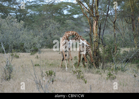 Girafe Masai Masai - Girafe (Giraffa camelopardalis tippelskirchi) deux mâles gorges Banque D'Images