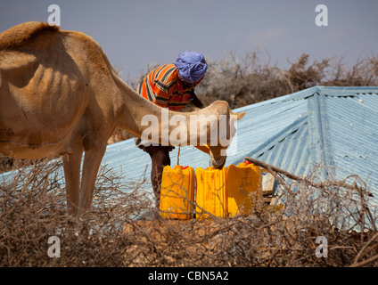 Remplissage de l'homme dans des conteneurs et d'Arrosage chameau dans le désert Zone Degehabur et Somaliland Banque D'Images