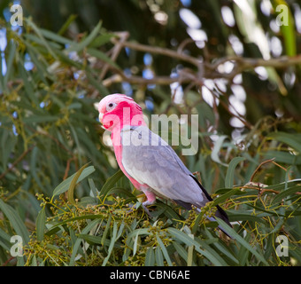Eolophus roseicapilla roseicapillus cacatoès rosalbin, Banque D'Images