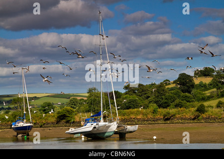 Les mouettes volent autour de bateaux échoués dans les vasières de la rivière Avon, Devon, à marée basse. Banque D'Images