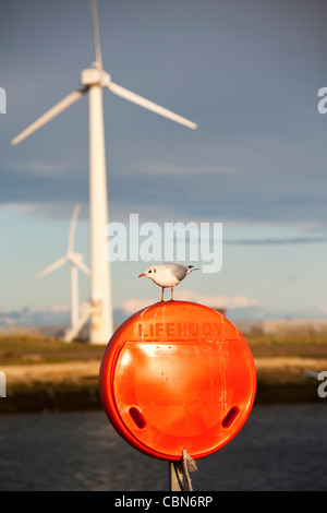 Une Mouette noire sur une bouée à Blyth sur la côte nord-est et les éoliennes derrière, au Royaume-Uni. Banque D'Images