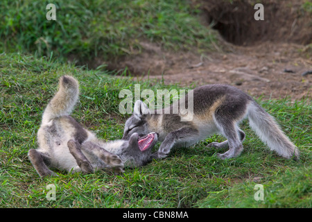 Le renard arctique (Vulpes lagopus / Alopex lagopus) louveteaux jouer les combats à den dans la toundra en été, Laponie, Suède Banque D'Images