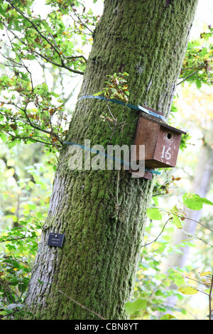 Fort d'oiseaux sur un arbre, Westonbirt Arboretum l'Arboretum National, est géré par la Commission forestière Gloucestershire Angleterre Banque D'Images