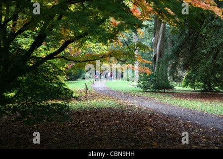 Westonbirt Arboretum, l'Arboretum National, est géré par la Commission des forêts et est près de Tetbury Gloucestershire Angleterre Banque D'Images