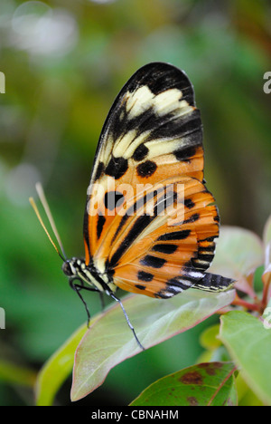 Un papillon belle dame nom Latin Vanessa cardui Banque D'Images