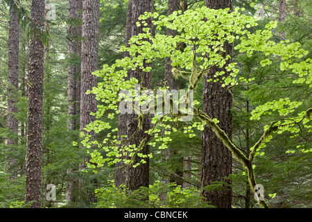 Eagle Creek Trail, Columbia River Gorge, Oregon Banque D'Images