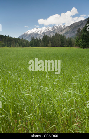 Les champs agricoles verger historique Buckner et Homestead North Cascades National Park, Washington Banque D'Images