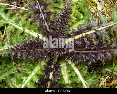 Thistle Cirsium acaule / nain / Stängellose Kratzdistel Banque D'Images