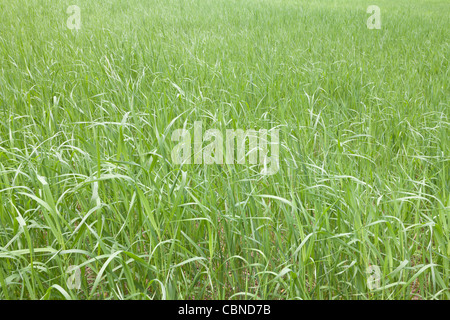 Champ, verger historique Buckner et Homestead North Cascades National Park, Washington Banque D'Images