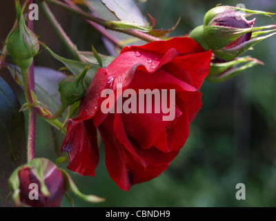 Rose rouge avec des gouttes / rote Rose mit Tropfen Banque D'Images