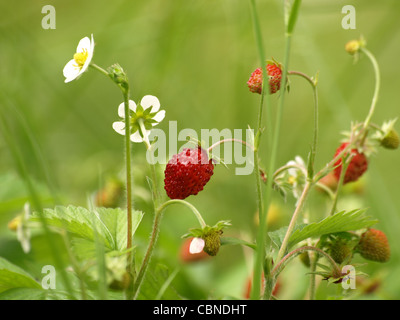 Les Fraises sauvages / Fragaria vesca / Walderdbeeren Banque D'Images