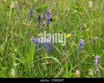 Vesce jargeau, vache, vesce vesce d'oiseaux, la vesce boréale / Vicia cracca / Vogel-Wicke Banque D'Images