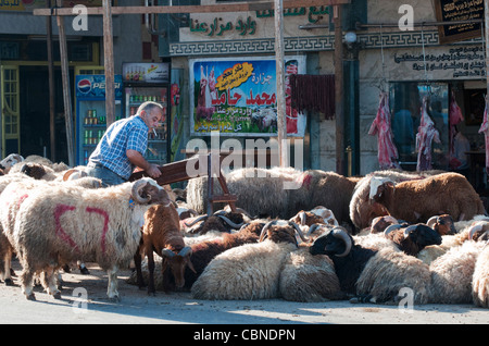 Les moutons attendent leur sort à venir de l'Aïd el Adha, la Fête du Sacrifice islamique, à Alexandria Banque D'Images