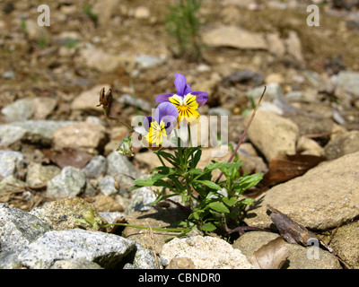 Violet, cornu horned pansy se développer sur des pierres / Viola Cornuta / Hornveilchen wachsen Steinen Banque D'Images