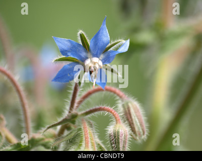 La trientale boréale, bourrache Borago officinalis Borretsch / / Banque D'Images