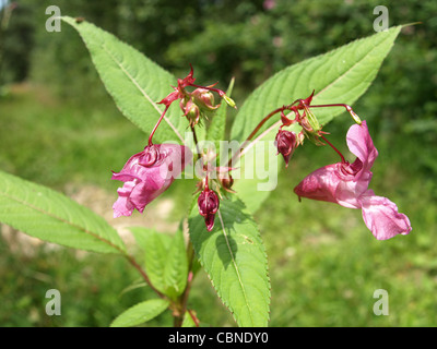 Casque de policier bloom, Bobby Tops, Impatiens glandulifera balsamine de l'himalaya / Springkraut / Drüsiges Banque D'Images