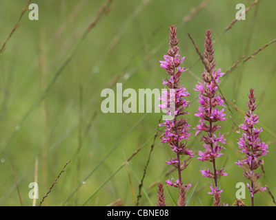 La salicaire commune / Lythrum salicaria / Gewöhnlicher Blutweiderich Banque D'Images