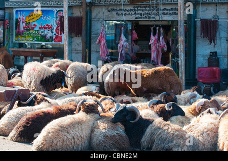 Les moutons attendent leur sort à venir de l'Aïd el Adha, la Fête du Sacrifice islamique, à Alexandria Banque D'Images