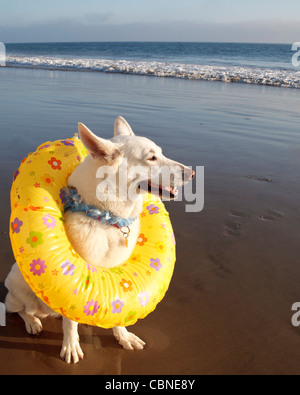 Berger Allemand blanc sur la plage portant l'anneau de bain Banque D'Images