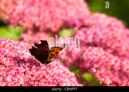 Comma Butterfly, Polygonia c-album, se nourrissant de fleurs Sedum Banque D'Images