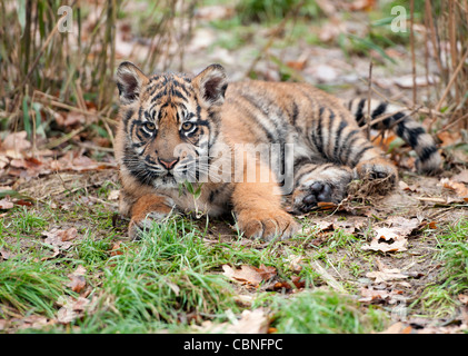 Quatre mois le tigre de cub couché dans les feuilles d'hiver Banque D'Images