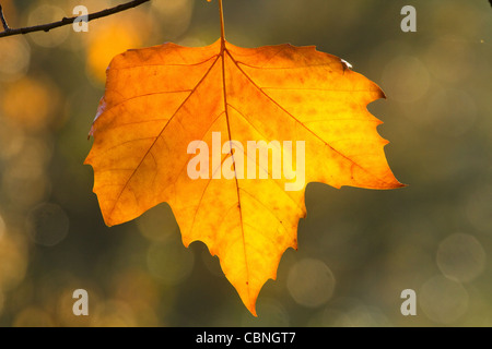 Couleurs d'automne Sycamore Tree Leaf Banque D'Images