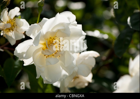 Rosa 'Windrush' (Ausrush), Rose 'Windrush' Banque D'Images