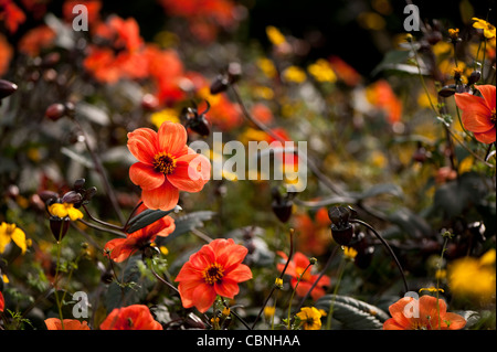 Dahlia 'Bishop of Oxford' avec croissant Bidens Bident à feuilles tripartites, Banque D'Images