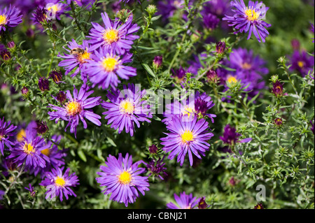 Aster novi-belgii, 'Chequers', Michaelmas daisies Banque D'Images
