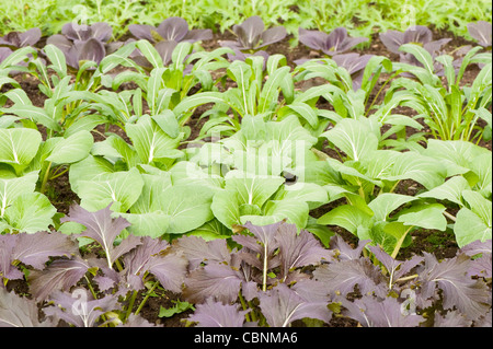 L'avant à l'arrière : Violet ; Mizuna Pak choi Choi 'joie' ; Mibuna ; Pak choi 'Red' et moutardée mizuna Banque D'Images