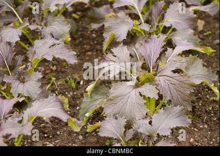 Mizuna Purple, Brassica rapa var nipposinica Banque D'Images