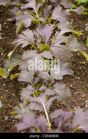 Mizuna Purple, Brassica rapa var nipposinica Banque D'Images