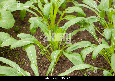 Mibuna, Brassica rapa japonica Banque D'Images