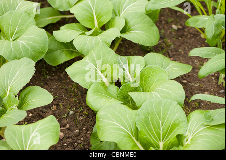 Pak choi 'Joy' Choi, Brassica rapa ssp chinensis 'Joi Choi' Banque D'Images