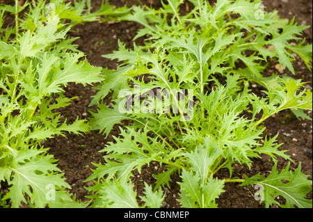 , Mizuna Brassica rapa var nipposinica Banque D'Images