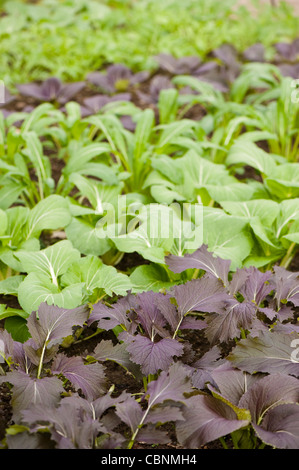 L'avant à l'arrière : Violet ; Mizuna Pak choi Choi 'joie' ; Mibuna ; Pak choi 'Red' et moutardée mizuna Banque D'Images