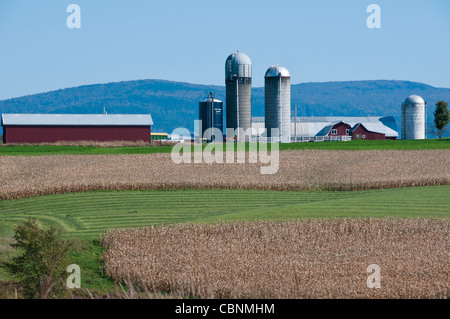 Ferme laitière Shelburne Vermont Banque D'Images