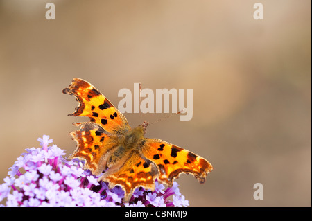 Comma Butterfly, Polygonia c-album, se nourrissant de Verbena bonariensis Banque D'Images