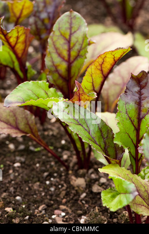 Betterave, Beta vulgaris 'Kestrel' F1 hybride Banque D'Images