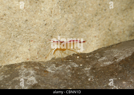 Cleaner Shrimp on rock Lysmata amboinensis SEA LIFE, Blackpool, Blackpool, Lancashire FY1 5AA, England, UK Banque D'Images