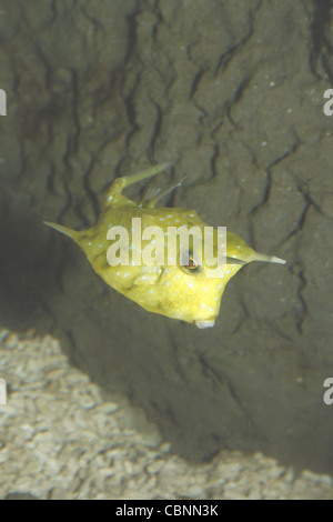 Longhorn cowfish Lactoria cornuta en aquarium SEA LIFE, Blackpool, Blackpool, Lancashire FY1 5AA, England, UK Banque D'Images