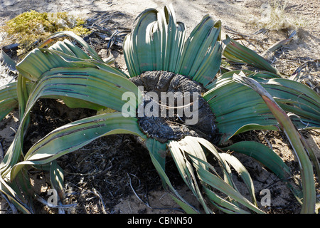 Mirabilis Welwitschia plante en Namib-Naukluft National Park, Namibie Banque D'Images