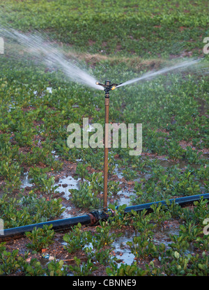 Arroser les plantes d'Arachide / arachide en Inde avec aspersion d'eau. L'Andhra Pradesh, Inde Banque D'Images