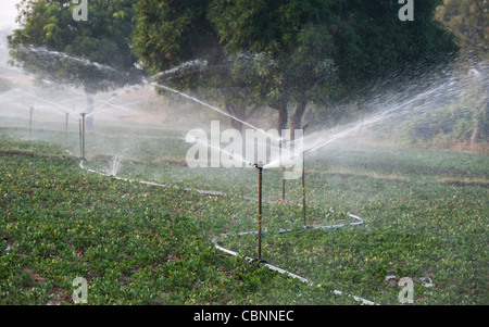 Arroser les plantes d'Arachide / arachide en Inde avec aspersion d'eau. L'Andhra Pradesh, Inde Banque D'Images